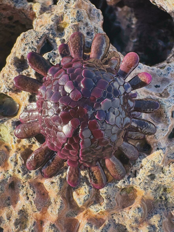 Shingle Urchin (Colobocentrotus Atratus) Found In The Wild, At Low Tide