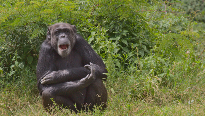 Human Laughter May Have Ancient Animal Roots