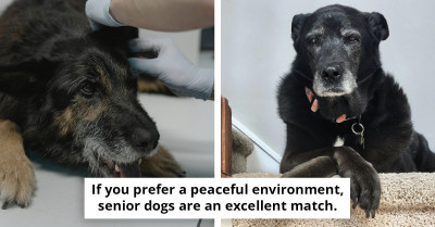 5 Things You Should Know Before Adopting a Senior Dog