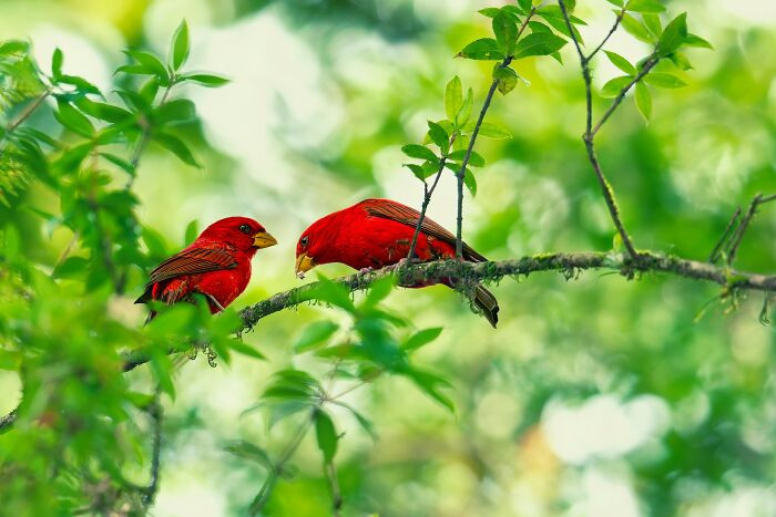 “Scarlet Finch”