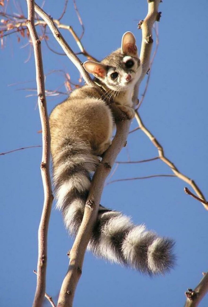 Bassariscus Astutus (Ringtail Cat)