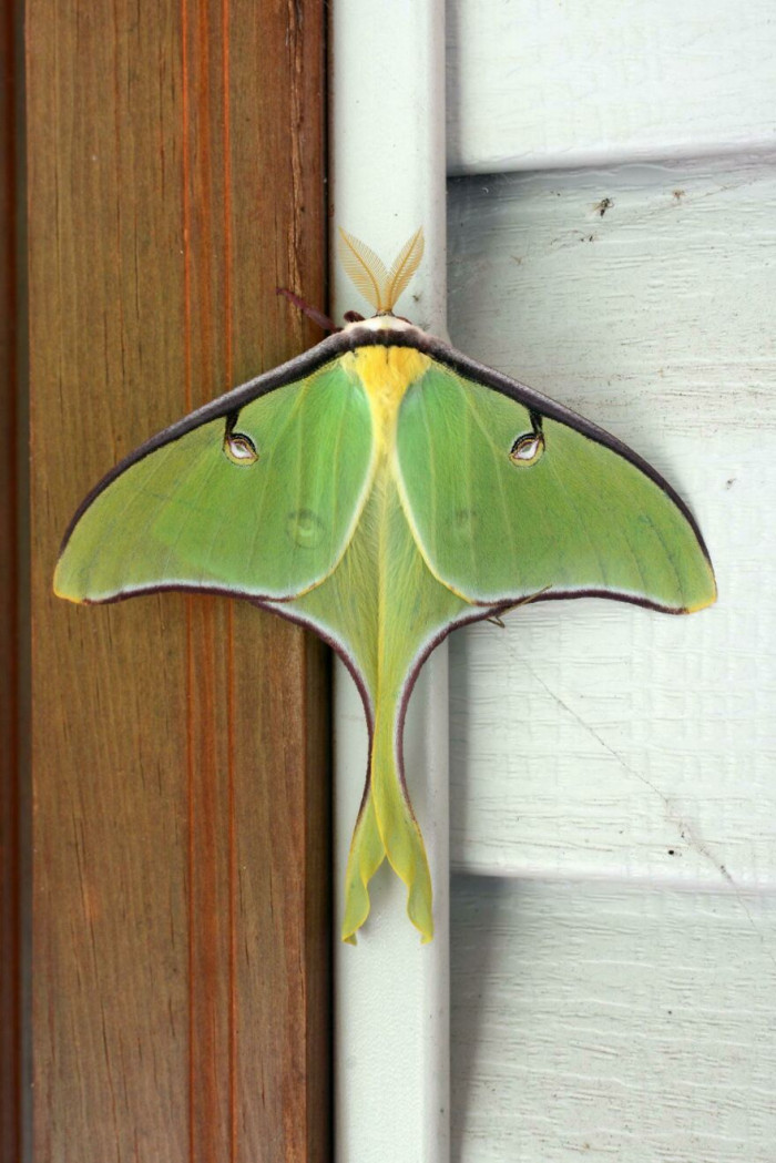 The Luna Moth: The Moth That Makes Butterflies Look Ugly