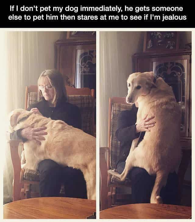14. When you don't pet your dog immediately