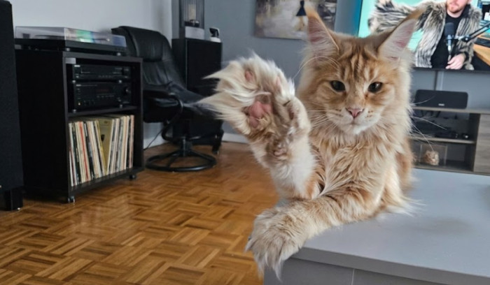 What do Maine Coon paws look like?