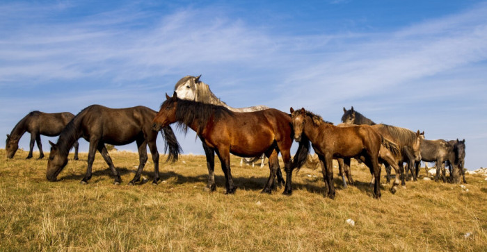 Horses
