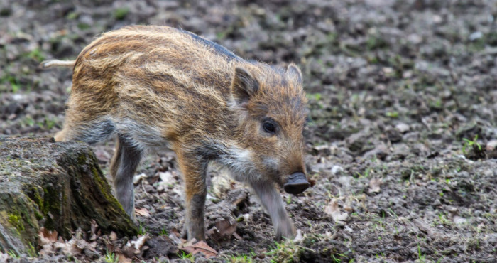 Feral Pig vs Wild Boar