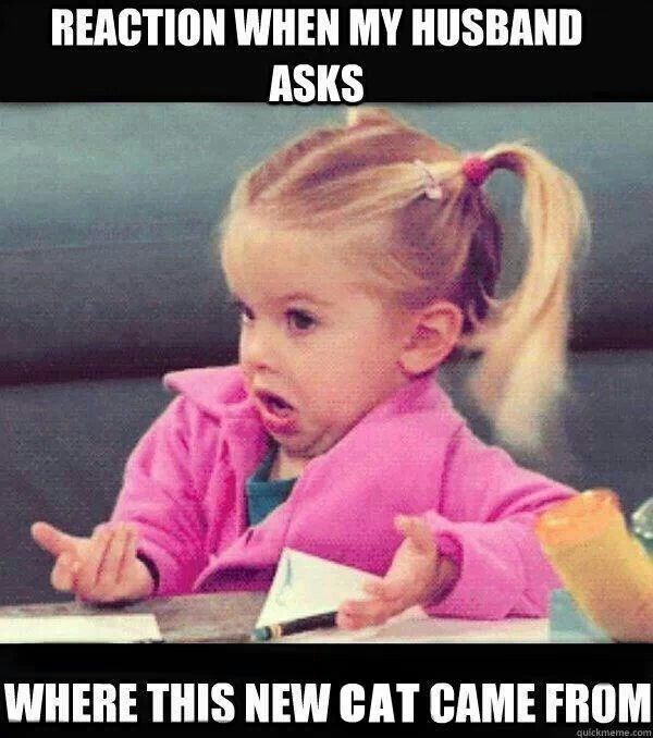 I know we've all probably made this face at one point, but only cat ladies have had it in response to this question.