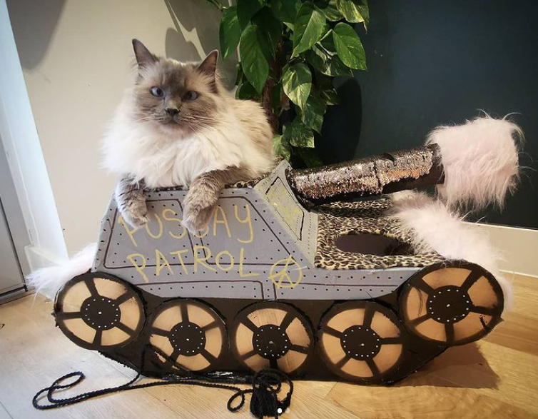 1. "Cardboard Crusaders: Cats on a Tank Mission"