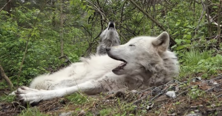 Alawa and Zephyr are two charming and funny wolves living at the Wolf Conservation Center in South Salem, New York. Born in captivity, they serve as the center's ambassador wolves.