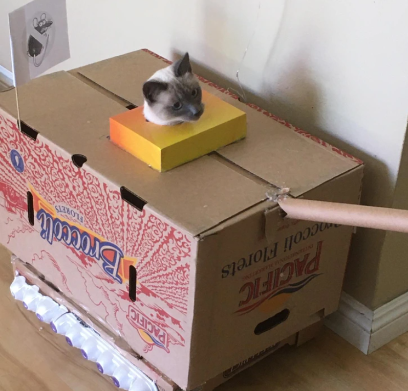 6. "Tank Top Cats: Cardboard Conquerors"