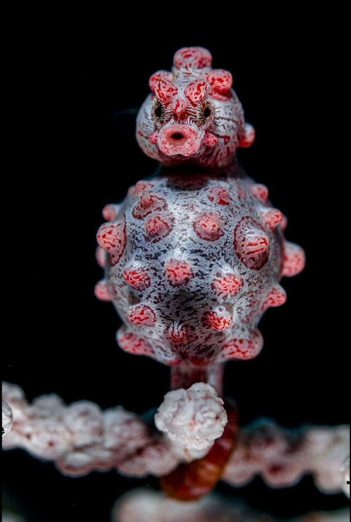 This Photograph Of A Male Bargibant's Seahorse Was Taken Off The Coast Of Bali In Indonesia