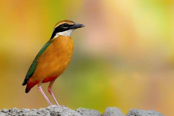 “Indian Pita”