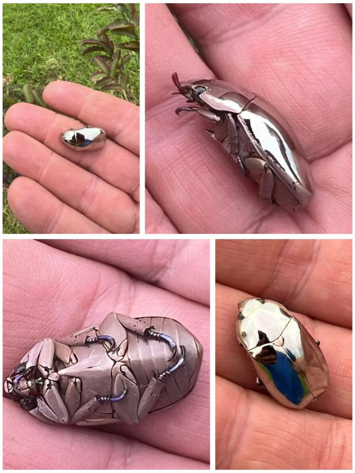 Chrysina Limbata, A Species Of Scarab Beetle Found In Costa Rica And The Rainforests Of South America