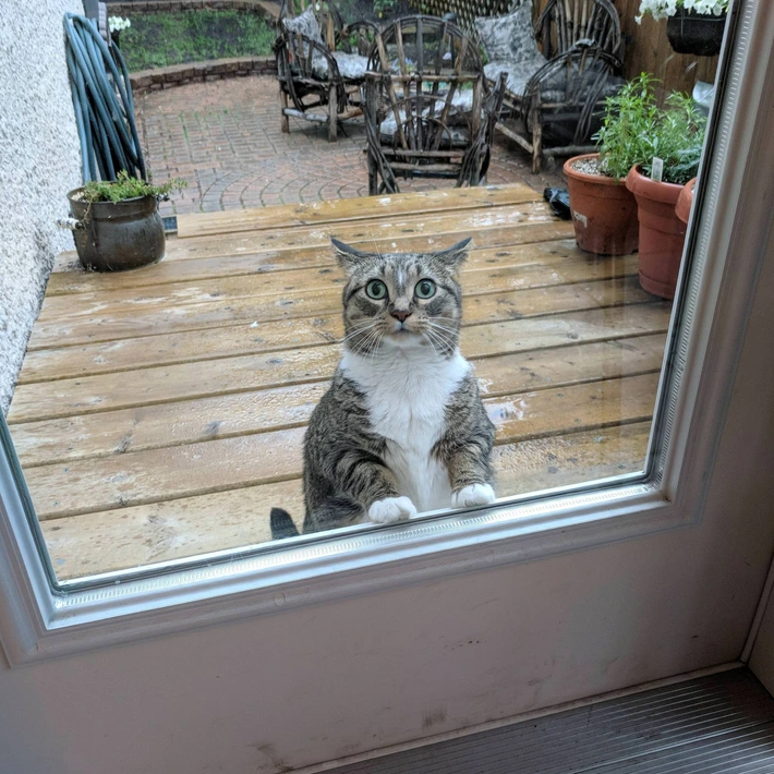 9. "Poor Kitty's Rainy Revelation"