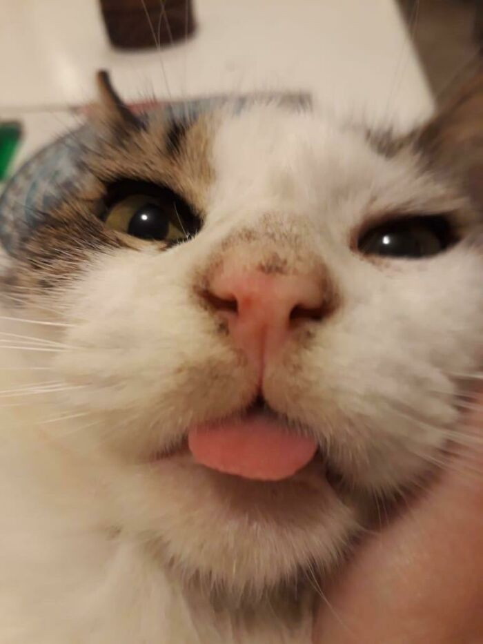21. My Best Friend Since I Was 6 Passed Away Last Week. He Was A Blep Master And Used To Look At Me Like This When He Was Hungry