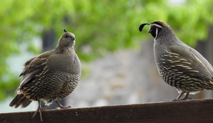 Coturnix Quail
