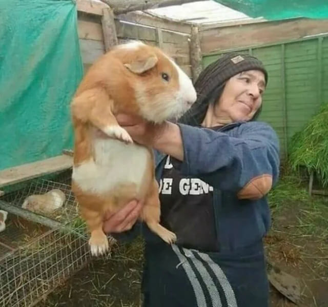 29. "Absolute Unit of Guinea Pig"