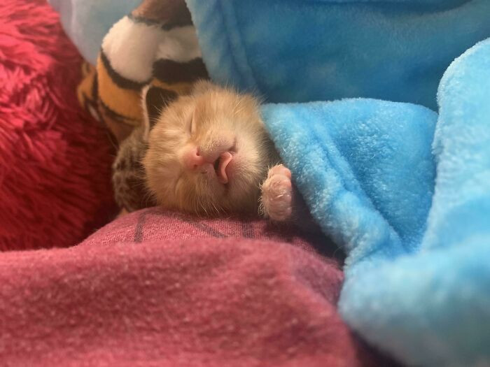 34. Pumpkin Blepping In His Sleep