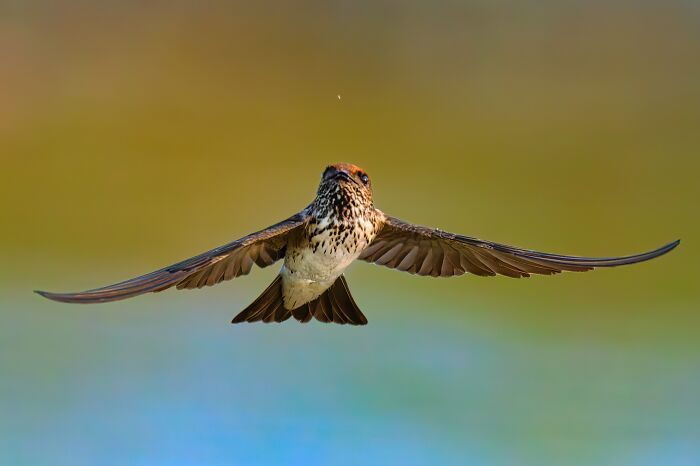 “Streak-Throated Swallow”