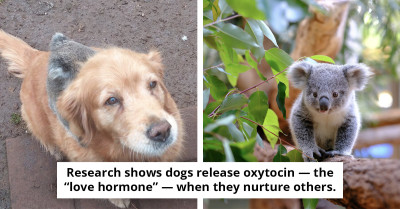 Dog Owner Investigates Barking and Discovers Baby Koala Hitching a Ride on His Golden Retriever's Back