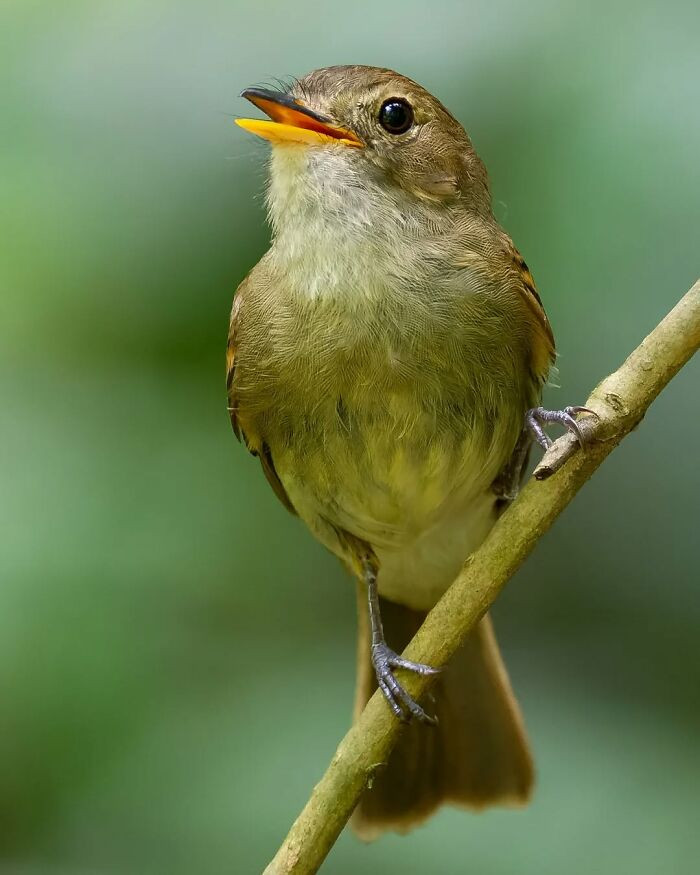 Euler's Flycatcher
