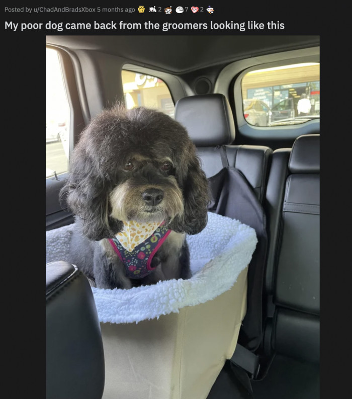 46. Your dog belongs in a different era.