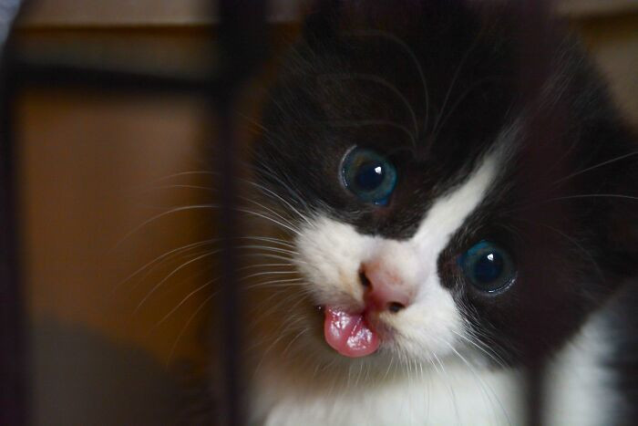 43. Just Happened To Have My Camera With Me In The Animal Shelter, When I Was Gifted A Blep From The Heavens