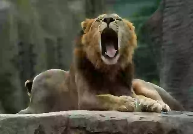 The horse was fed to the zoo's lions