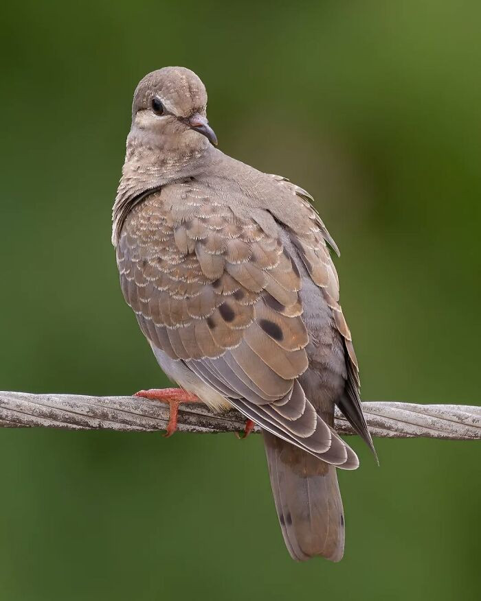 Eared Dove