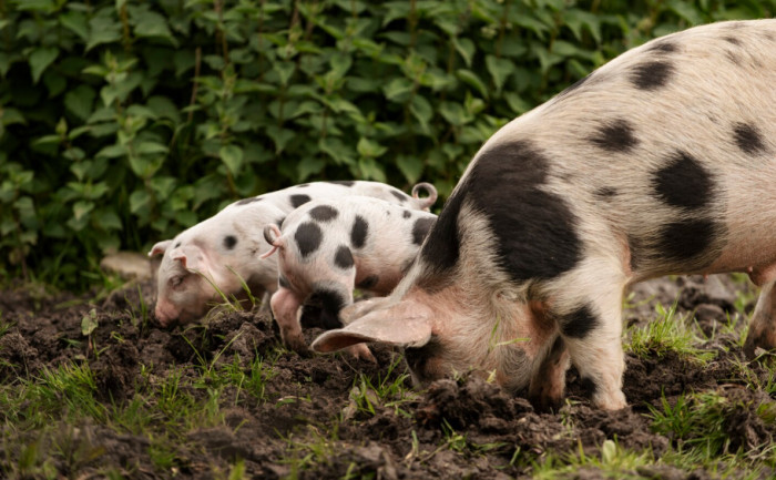 Kunekune Pigs