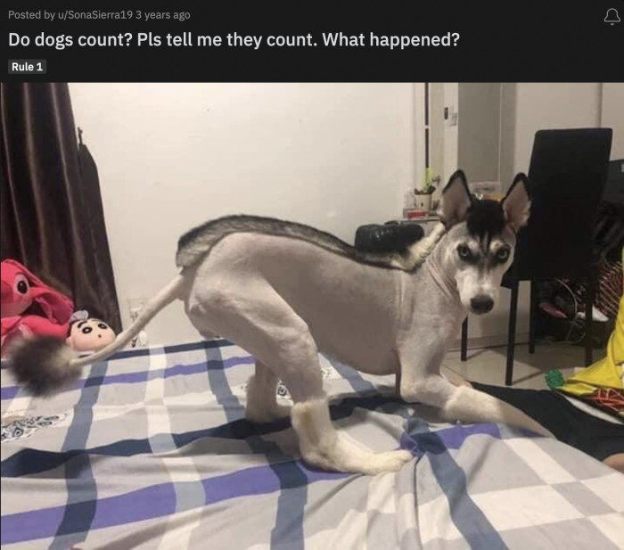 8. He could be cast in The Lion King or Madagascar, and no one would even look twice