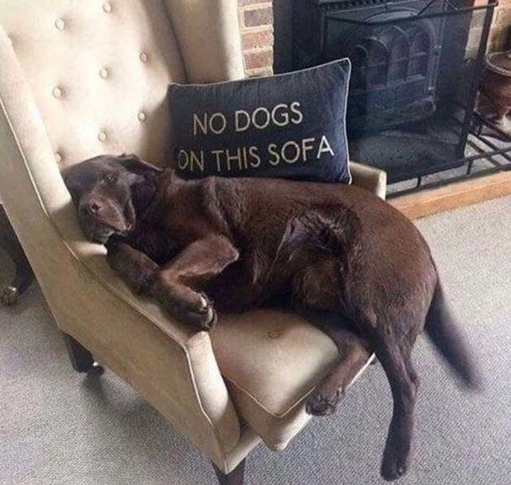 5. "Don't Sweat It; I'm a Rule-Follower!"