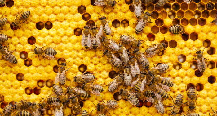 Bees