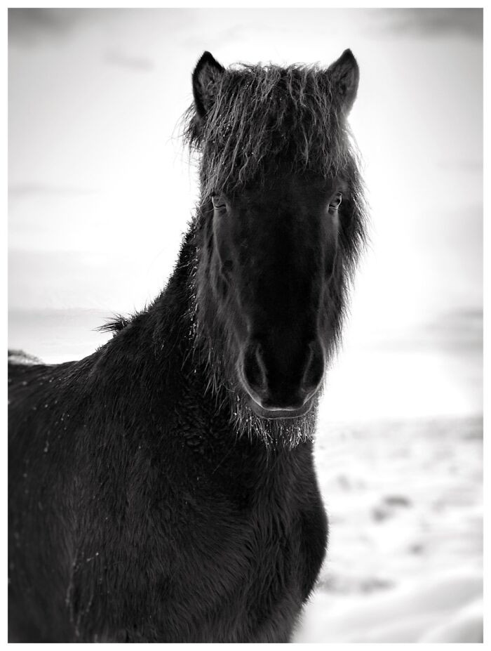 Animals, 2nd Place, Photo By Barry Mayes (United Kingdom)