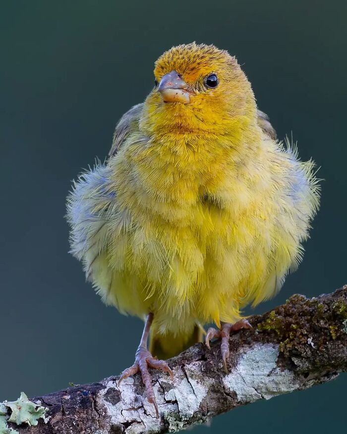 Saffron Finch