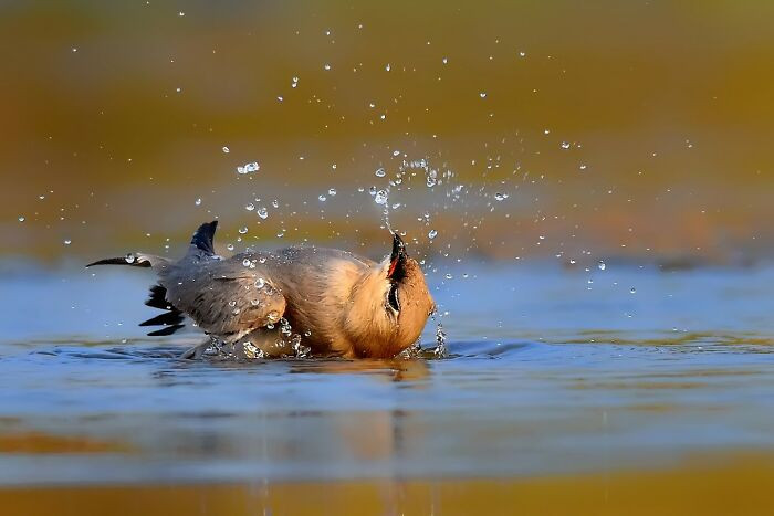 “Small Pratincole”