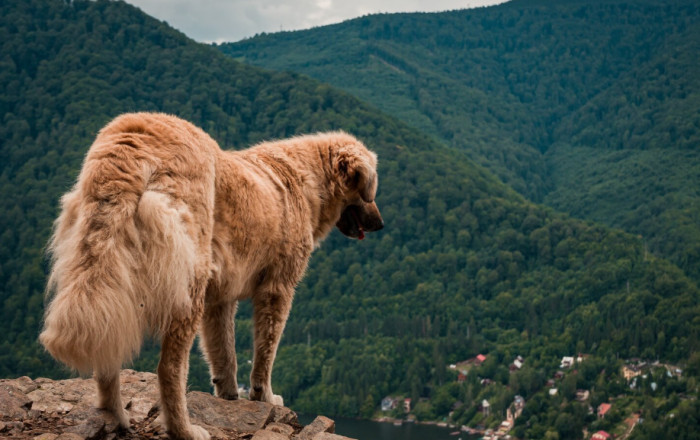 Funny Western Dog Names