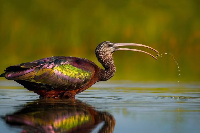 “Glossy Ibis”