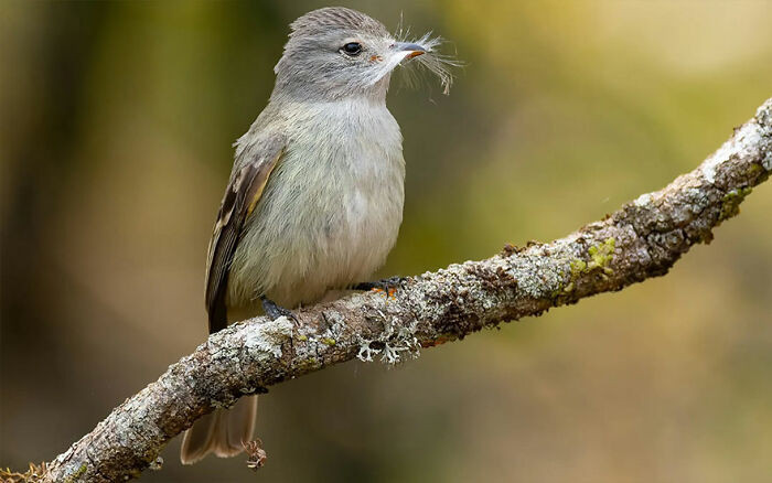 Southern Beardless Tyrannulet