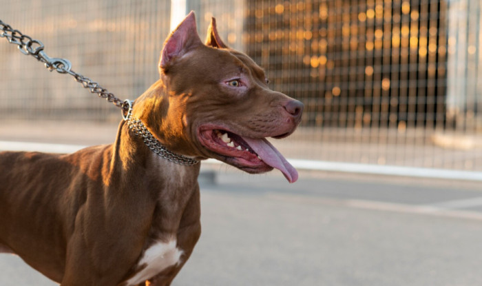 Strong Mexican Dog Names