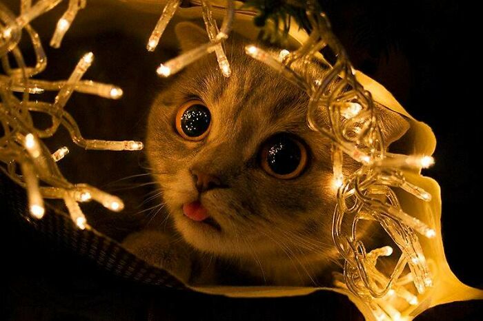 15. "Ohh... wow! You're just about the cutest thing, ready to tackle that tree!"