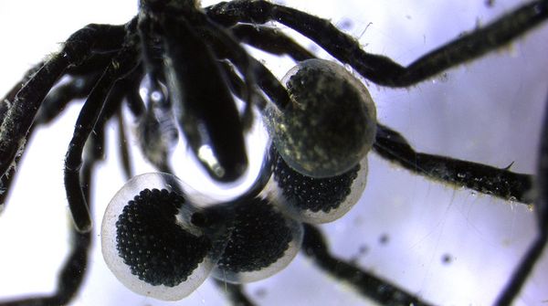 Scientists have discovered "methane-powered sea spiders" off the US coast.