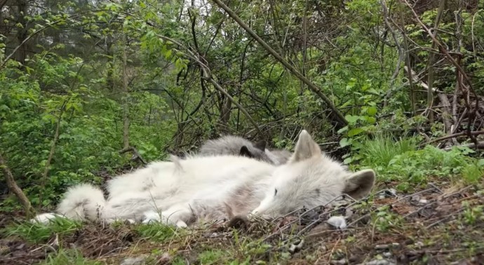 The lazy wolves barely mustered a few weak howls, preferring to lounge comfortably on the ground.