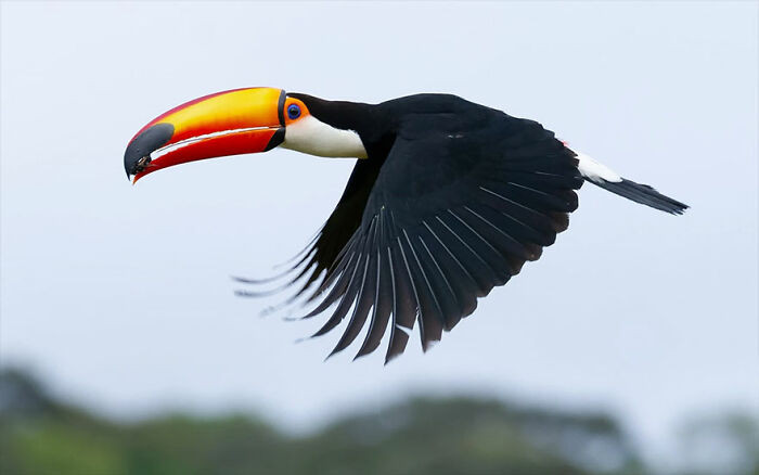 Toco Toucan