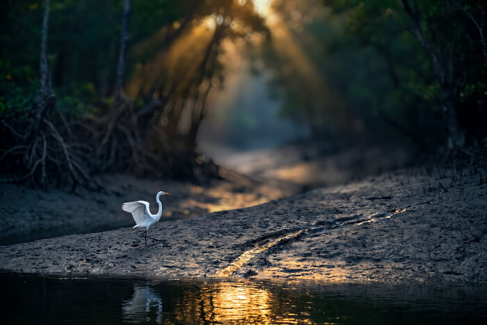 “Great Egret”