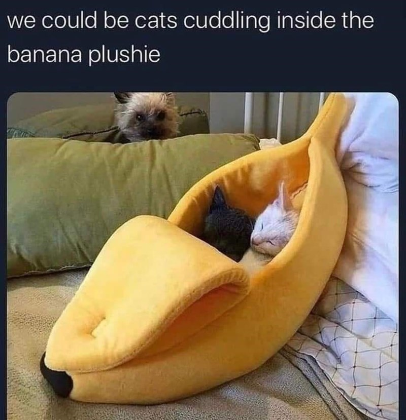 The purr-fect way to split a banana: one for you, one for me.