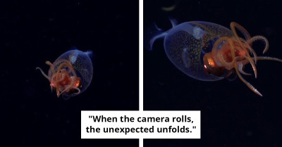 Live Colossal Squid Sighting On Film For The First Time In 100 Years