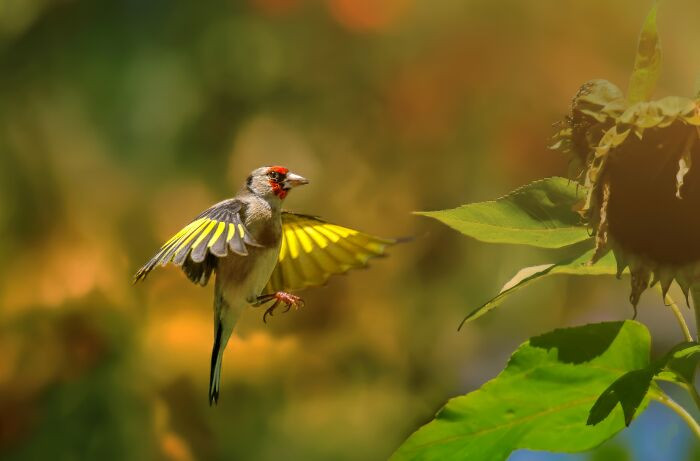 “European Goldfinch”