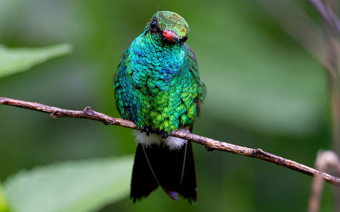 Glittering-Bellied Emerald