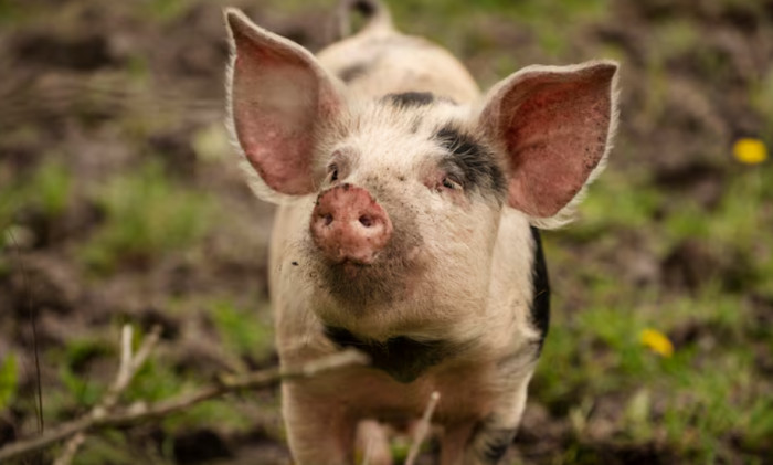 What Is a Pig?